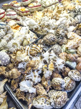 Deniz kabukları bir Hediyelik eşya dükkanında Satılık
