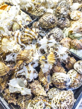 Deniz kabukları bir Hediyelik eşya dükkanında Satılık