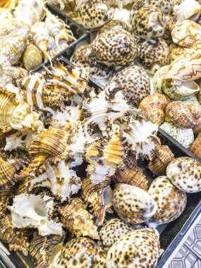 Deniz kabukları bir Hediyelik eşya dükkanında Satılık
