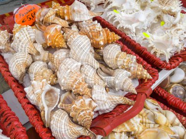 Venice, İtalya - 08 Mayıs 2017: Deniz kabukları bir Hediyelik eşya dükkanında Satılık