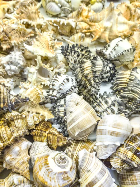 Sea shells for sale in a souvenir shop