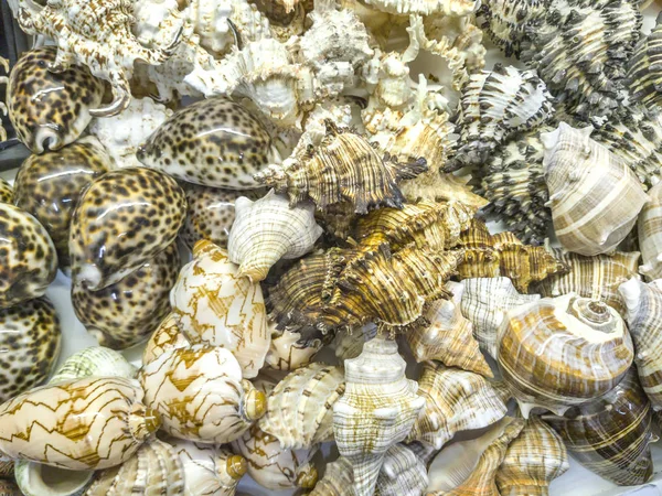 Sea shells for sale in a souvenir shop