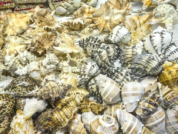 Deniz Kabukları Bir Hediyelik Eşya Dükkanında Satılık — Stok fotoğraf