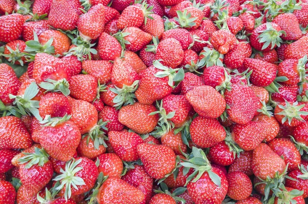 Fruta fresca de la explotación — Foto de Stock