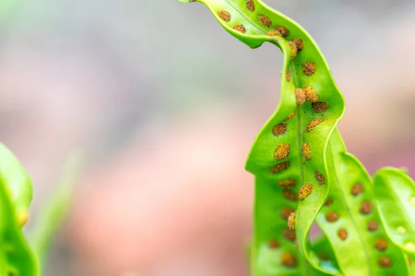 Green leaf with stomata macro — Stock Photo, Image