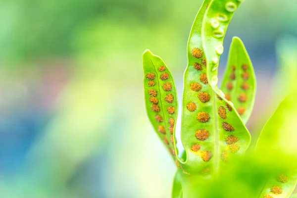 Green leaf with stomata macro — Stock Photo, Image