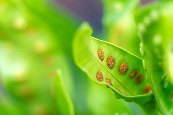 Зеленый лист с макросом stomata — стоковое фото