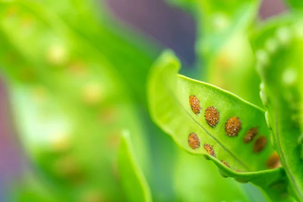 Folha verde com estomas macro — Fotografia de Stock