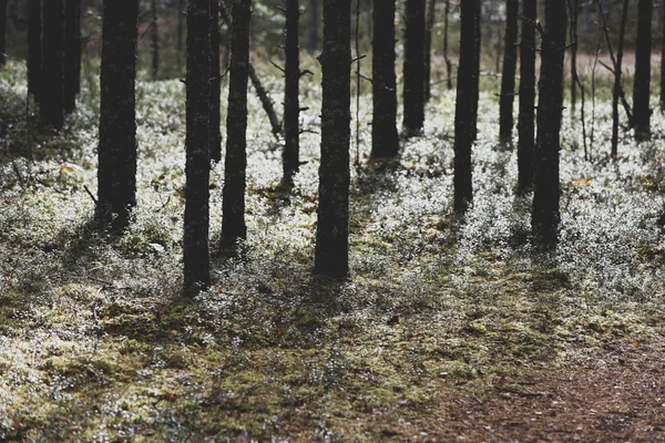 Misteriosa foresta autunnale — Foto Stock