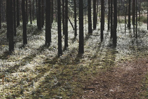 Misteriosa foresta autunnale — Foto Stock