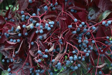 Üzüm kırmızı yaprakları üzerinde