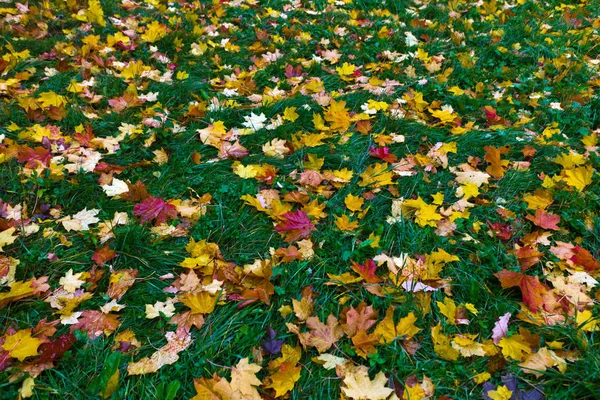 Folhas de bordo no outono — Fotografia de Stock