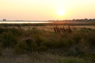 Gün batımında bitmeyen çayır manzarası