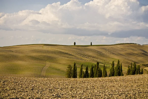 Cenário Rural Toscana Com Cipreste — Fotografia de Stock