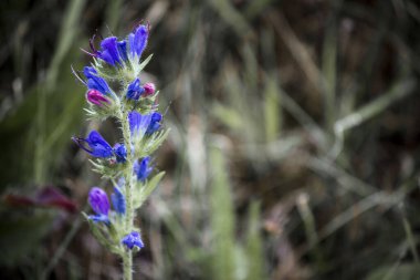 Ormandaki mavi çiçeğin yakın çekimi.