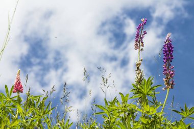 İtalya dağlarında pembe lupinus çiçekleri