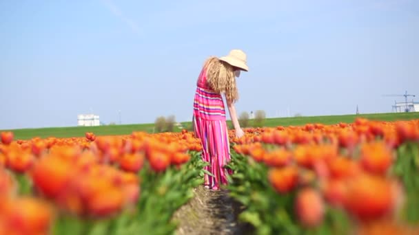 Uzun kızıl saçlı güzel bir kadın çizgili bir elbise ve hasır şapkalı renkli lale tarlaları boyunca yürüyor. — Stok video