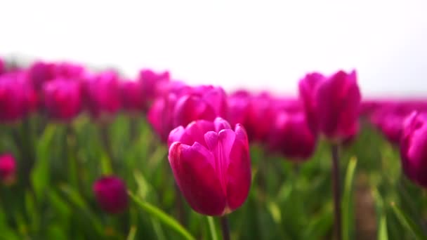 Крупним планом перегляд рожевих тюльпанів на вітрі в барвистому полі тюльпанів . — стокове відео