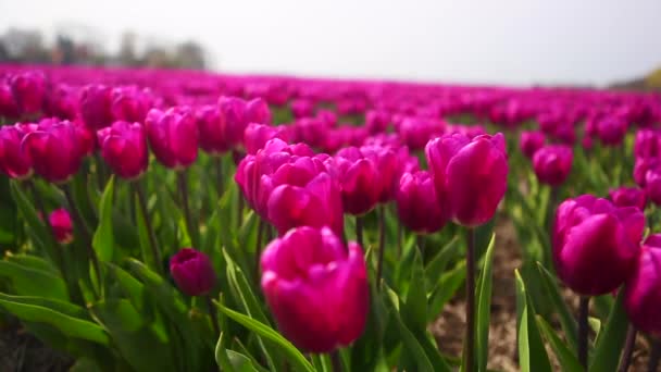 Vista de cerca los tulipanes rosados se balancea en el viento en el colorido campo de tulipanes . — Vídeos de Stock