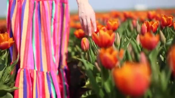 Hermosa mujer joven con el pelo largo y rojo con un vestido a rayas y sombrero de paja camina a lo largo de los tulipanes en el campo de tulipanes de colores . — Vídeos de Stock