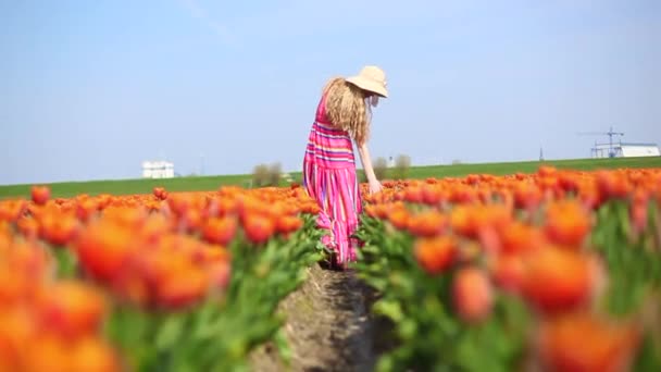 Mooie jonge vrouw met lang rood haar in een gestreepte jurk en strohoed loopt langs de tulpen in kleurrijk tulpenveld. — Stockvideo