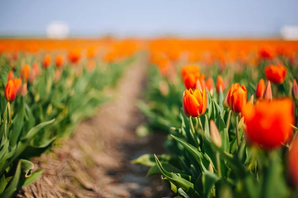 Magische niederländische Landschaft mit Blume Tulpenfeld in Holland — Stockfoto