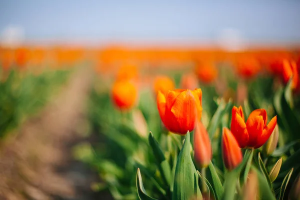 Magische niederländische Landschaft mit Blume Tulpenfeld in Holland — Stockfoto