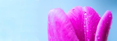 Makro pankartı kapat Taze bahar lale buketi Şeffaf çiy tanecikli su damlaları.