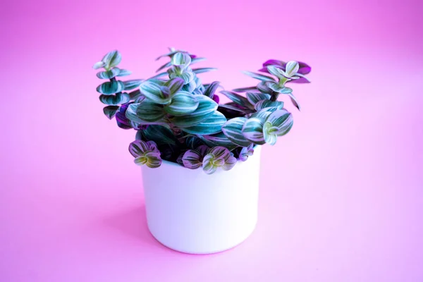 Colored home plant with green-pink leaves in a white pot on pink background — Stock Photo, Image