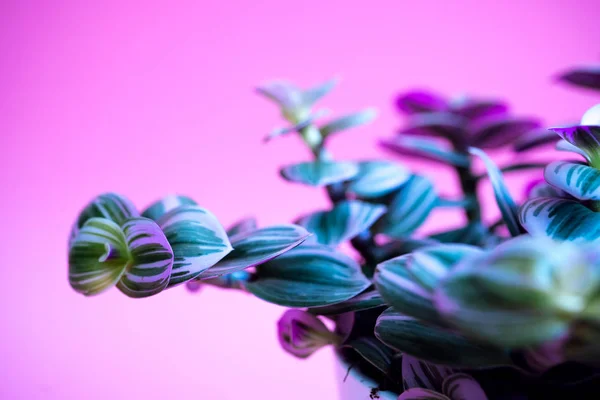 Planta colorida em casa com folhas verde-rosa em um pote branco sobre fundo rosa — Fotografia de Stock