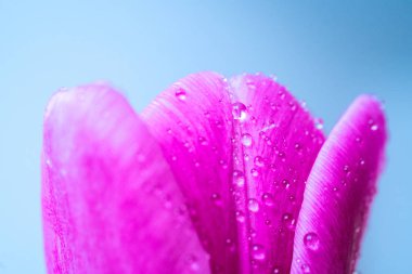 Kapalı makro taze bahar laleleri ve şeffaf çiy damlaları. Çiy yağmuru damlacıklarına odaklanın. Doğal yaprak dokusu ve odağını kaybetmiş lale tomurcuğu. Bahar arkaplanı