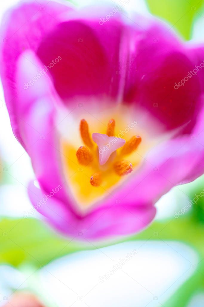 Close-up macro fresh spring bouquet of tulips with transparent dew water drops on petals. Soft focus on dew rain tear droplets. Natural leaf texture and defocused tulip bud. Spring background
