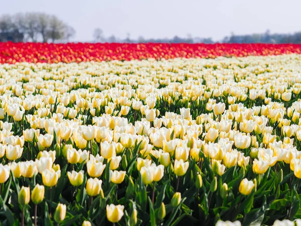 Magical landscape with fantastic beautiful tulips field in Netherlands on spring. Blooming multicolor tulip fields in a dutch landscape Holland. Travel and vacation coceprt. Selective focus.
