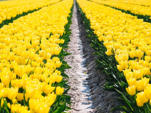 Magische Landschaft Mit Fantastischen Schönen Tulpenfeld Den Niederlanden Frühling Blühende — Stockfoto