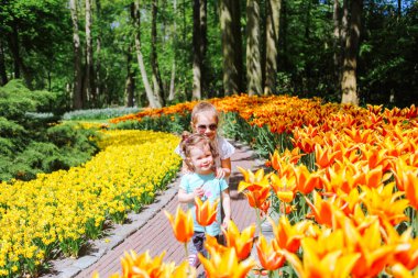 İki kız kardeş lale tarlalarında çok renkli lalelerde eğleniyorlar. Hollanda 'daki lale çiçeği tarlasında bir çocuk. Lale tarlası Keukenhof 'lu büyülü Hollanda manzaralı bir çocuk. Seyahat ve bahar konsepti