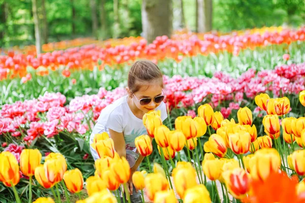 Красивая Голландская Девушка Нюхает Цветок Тюльпана Полях Тюльпанов Ребенок Цветочном — стоковое фото