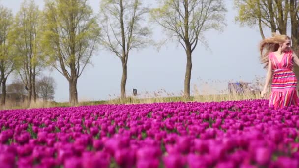 女の子は花束カラフルなチューリップの花を保持し、紫色のチューリップ畑に立って. — ストック動画