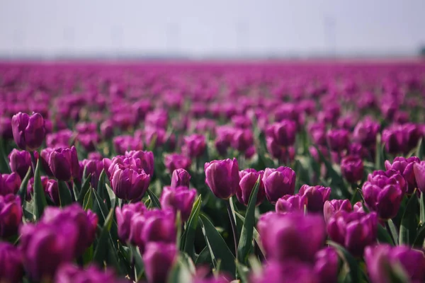 Magische Niederlande Blüht Landschaft Bunte Holländische Tulpen Blühen Auf Feldern — Stockfoto