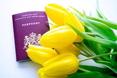 Hollanda 'nın Avrupa biyometrik pasaportu. Beyaz arka planda sarı laleli Hollanda resmi pasaportu. Hollanda belgesi ve çiçekler. Seyahat, göç ve milliyet kavramı.