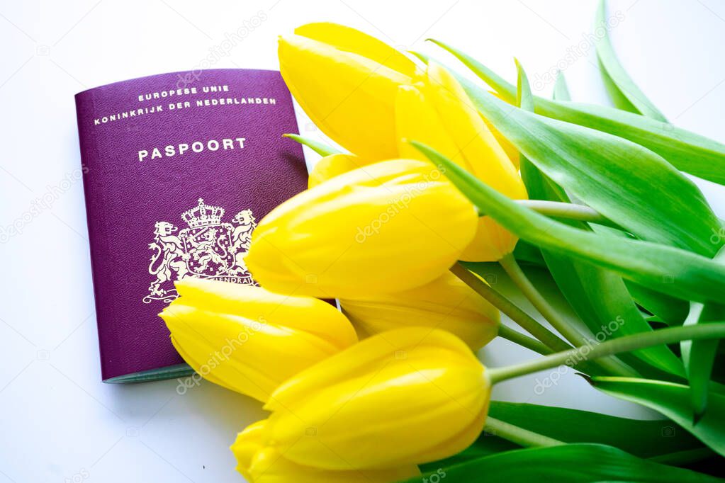 Top view European biometric passport of Netherlands. Official passport of Netherlands with yellow tulips on white background. Dutch document and flowers. Travel, immigration and nationality concept.
