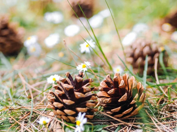 Several Pine Fur Cones Fallen Ground Forest Daisy Flowers Summer Royalty Free Stock Images