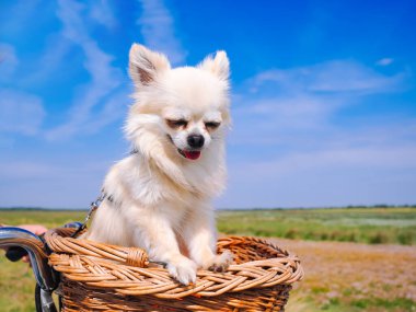 Küçük Chihuahua köpeği bisiklet sepetine biniyor. Yavru köpek, Hollanda 'nın Schiermonnikoog adasının kumul bölgesinde insanlarla birlikte seyahat ediyor. Aktif aile sporu. Yaz seyahati ve tatil kavramı