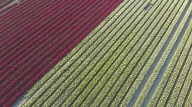 Hollanda 'daki güzel renkli lale tarlasında uçan hava aracı. Çiçeklerle tarımsal tarlaların uzaktan kumandalı görüntüsü. Hollanda polen arazisi üzerinde uç Çok renkli lale tarlaları bahar manzarası