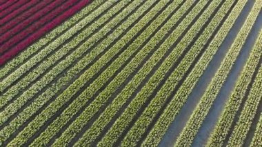 Hollanda 'daki güzel renkli lale tarlasında uçan hava aracı. Çiçeklerle tarımsal tarlaların uzaktan kumandalı görüntüsü. Hollanda polen arazisi üzerinde uç Çok renkli lale tarlaları bahar manzarası