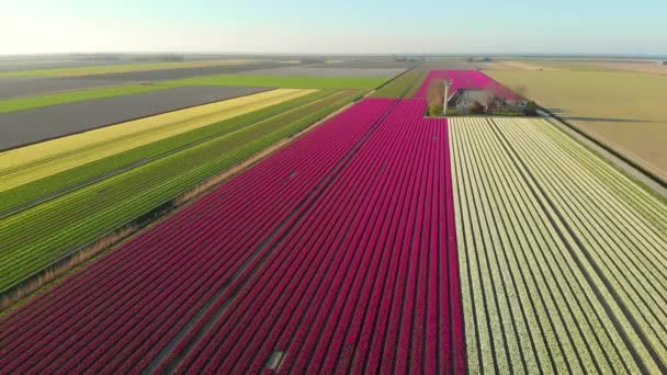 オランダの美しい色のチューリップ畑を飛行する空中ドローン 花と球根の農業分野のドローンビュー オランダの多色チューリップ畑を飛び越える春の風景 — ストック動画