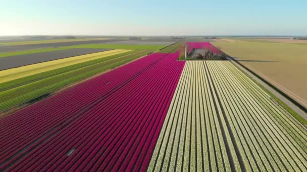 荷兰的空中无人驾驶飞机飞越美丽的彩色郁金香地 种有花的球茎农田的鸟瞰 飞越荷兰牧场景观五彩缤纷的郁金香地春天景观 — 图库视频影像