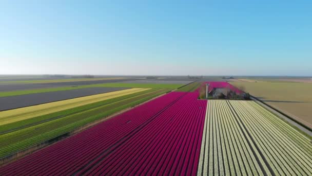 Letecký Dron Letí Nad Krásným Barevným Tulipánovým Polem Holandsku Pohled — Stock video