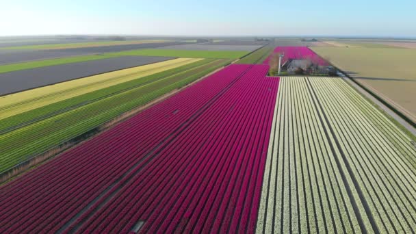 Drone aereo che sorvola bellissimo campo di tulipani colorati in Olanda . — Video Stock