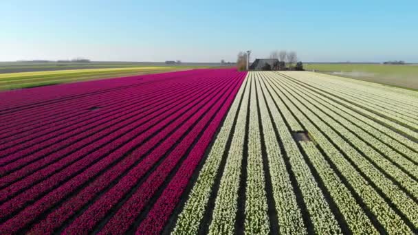 Drone Aéreo Volando Sobre Hermoso Campo Tulipanes Colores Holanda Drone —  Vídeo de stock © OlenaP #363935224