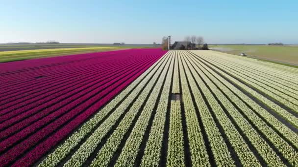 オランダの美しい色のチューリップ畑を飛行する空中ドローン 花と球根の農業分野のドローンビュー オランダの多色チューリップ畑を飛び越える春の風景 — ストック動画